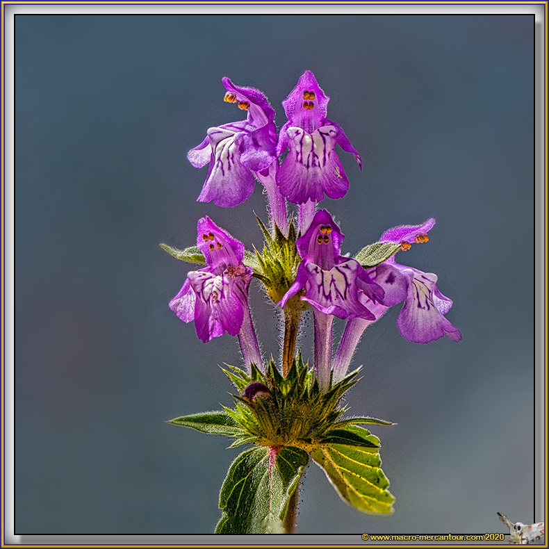 Galeopsis Ladanum